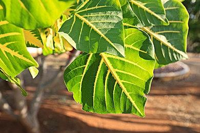 《宝可梦GO》全球下载量现已超过6.78亿次